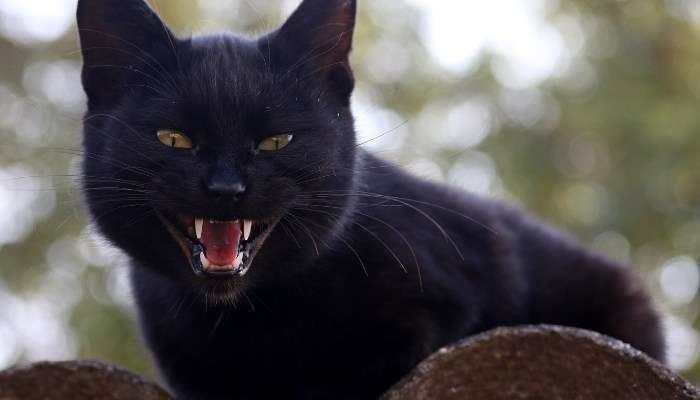Mơ thấy mèo đen theo Sunwin nên đánh số gì?