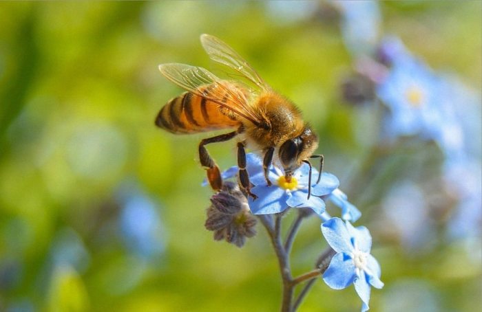 Nằm mơ thấy con ong nên đánh số gì? | Sunwin giải mã