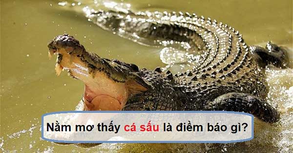 Mơ thấy cá sấu nên đánh số gì? | Sunwin dự đoán