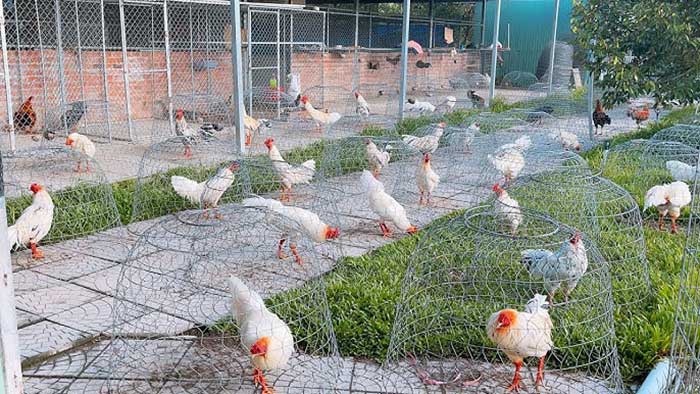 Trại gà quy mô khủng với hàng ngàn con của Mít Trà Cú | Theo Sunwin