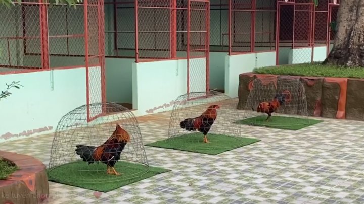 Trại gà Mít Trà Cú nổi tiếng bậc nhất miền Tây | Theo Sunwin